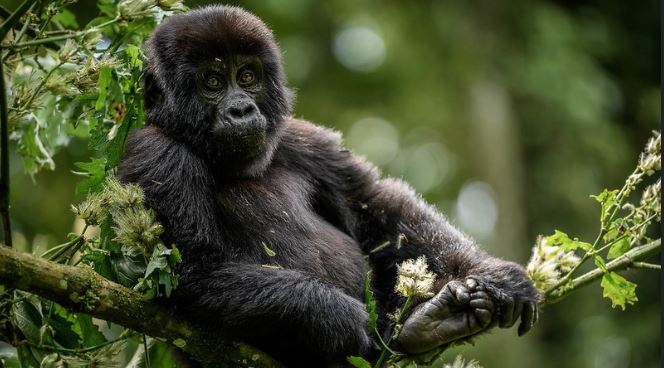 4-Days-Uganda-Double-Gorilla-trekking-safari-